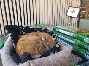 Büsi Chatty vor dem Coop in Bäretswil Büsi Chatty vor dem Coop in Bäretswil