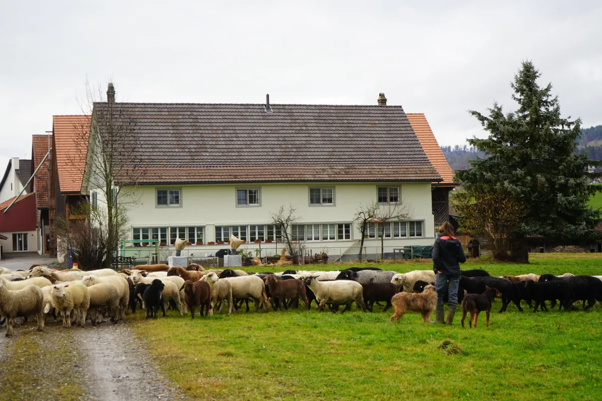 Eine Wanderherde aus dem Thurgau durchkreuzt die Hinwiler Wiesen