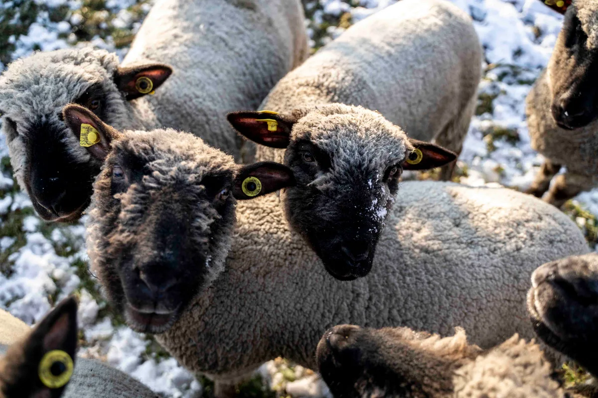 Diese herzigen Schafe mussten geschlachtet werden - sie waren zu gefrässig. Diese herzigen Schafe mussten geschlachtet werden - sie waren zu gefrässig.