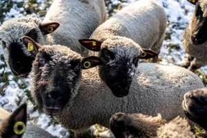 Diese herzigen Schafe mussten geschlachtet werden - sie waren zu gefrässig. Diese herzigen Schafe mussten geschlachtet werden - sie waren zu gefrässig.