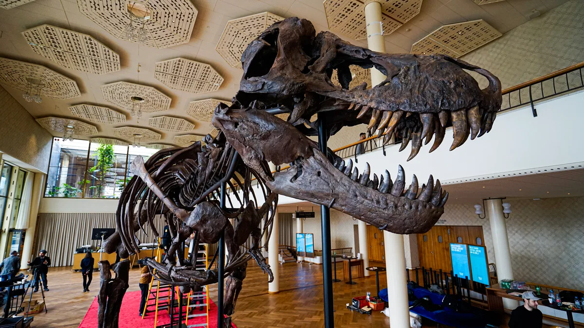 In Zürich wird das Skelett des T-Rex Trinity versteigert. Das Sauriermuseum Aathal half beim Aufbau. Nils Knötschke (Mann auf dem Einzelfoto) gab Auskunft. In Zürich wird das Skelett des T-Rex Trinity versteigert. Das Sauriermuseum Aathal half beim Aufbau. Nils Knötschke (Mann auf dem Einzelfoto) gab Auskunft.