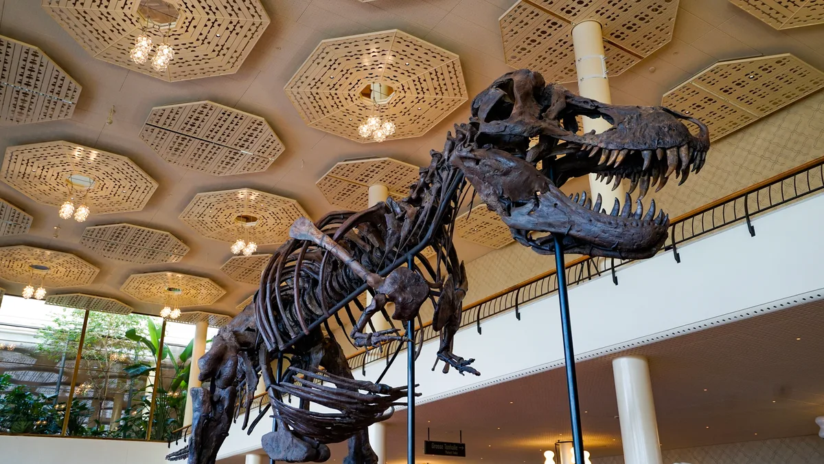 Ein Skelett eines Dinosauriers.