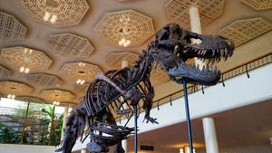 Ein Skelett eines Dinosauriers. Ein Skelett eines Dinosauriers.