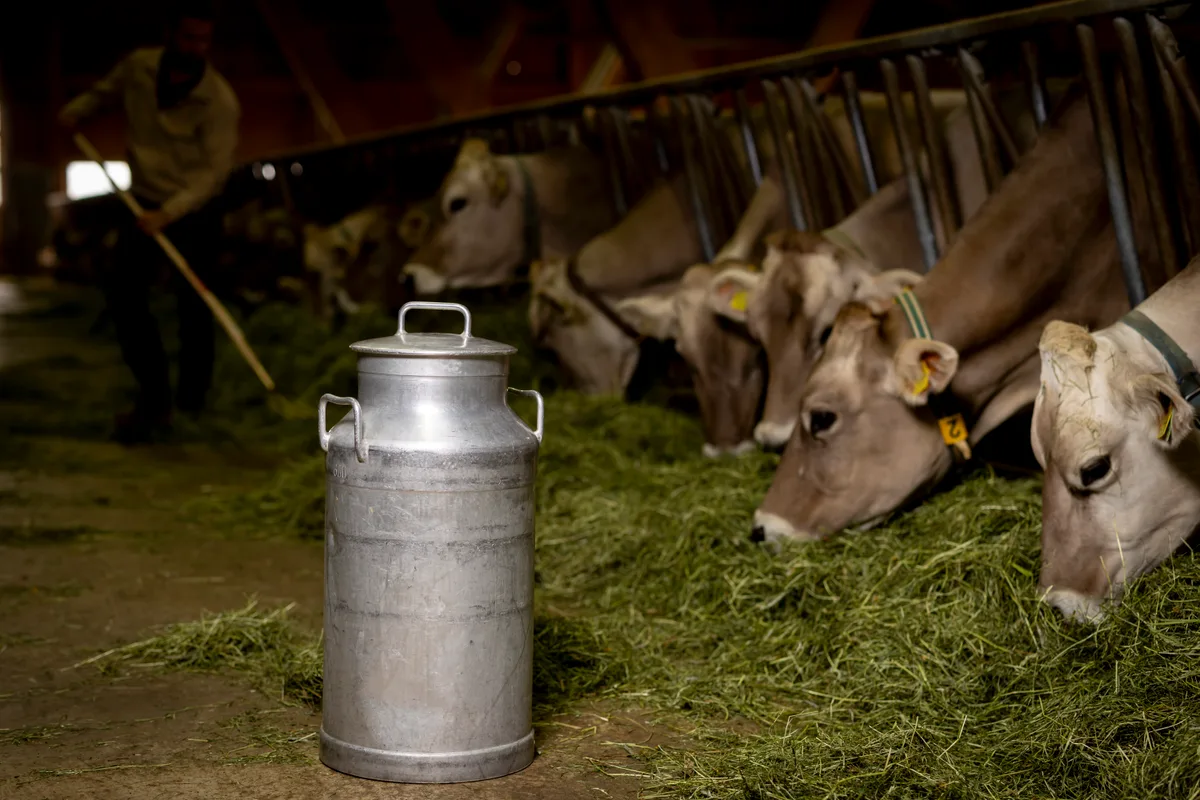 Gutes Heu, produktive Kühe – doch die Milchbauern ächzen unter den tiefen Milchpreisen.