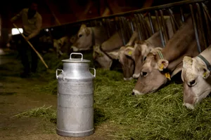 31099897-1 Gutes Heu, produktive Kühe – doch die Milchbauern ächzen unter den tiefen Milchpreisen.