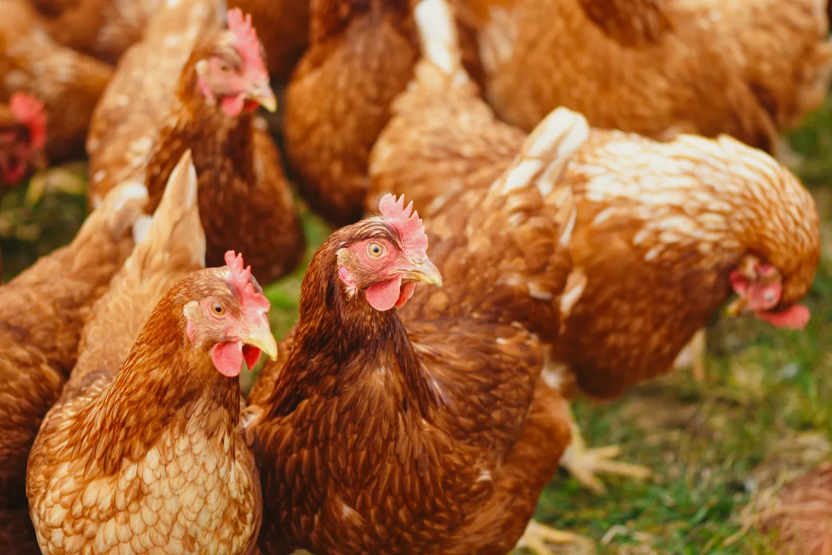 22431226-2 In Hinwil hat der Fuchs das Huhn gestohlen. Symbolbild.