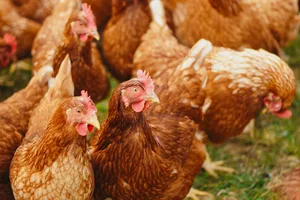 22431226-2 In Hinwil hat der Fuchs das Huhn gestohlen. Symbolbild.