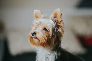 Nach dem Entlaufen eines Yorkshireterriers bestritt die Halterin den Besitz. Ermittlungen führten zu einer Verurteilung wegen Tierquälerei. (Symbolbild) Nach dem Entlaufen eines Yorkshireterriers bestritt die Halterin den Besitz. Ermittlungen führten zu einer Verurteilung wegen Tierquälerei. (Symbolbild)