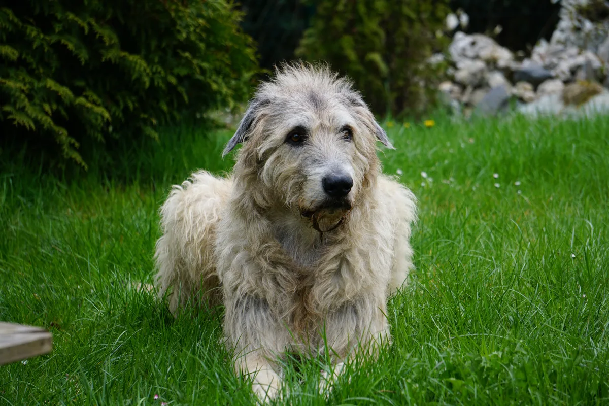 30359036-1 Ein irischer Wolfshund liegt im Gras.