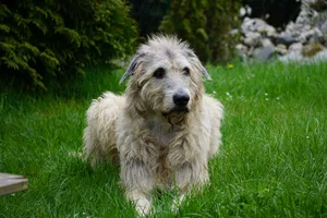 30359036-1 Ein irischer Wolfshund liegt im Gras.