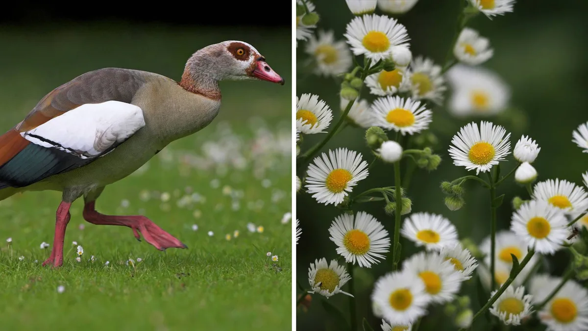 Nilgans und Berufskraut: Fühlen sich in der Region wohl, sorgen aber auch für Schäden. Nilgans und Berufskraut: Fühlen sich in der Region wohl, sorgen aber auch für Schäden.