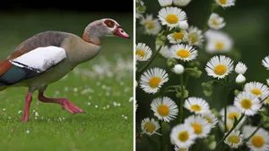 Nilgans und Berufskraut: Fühlen sich in der Region wohl, sorgen aber auch für Schäden. Nilgans und Berufskraut: Fühlen sich in der Region wohl, sorgen aber auch für Schäden.