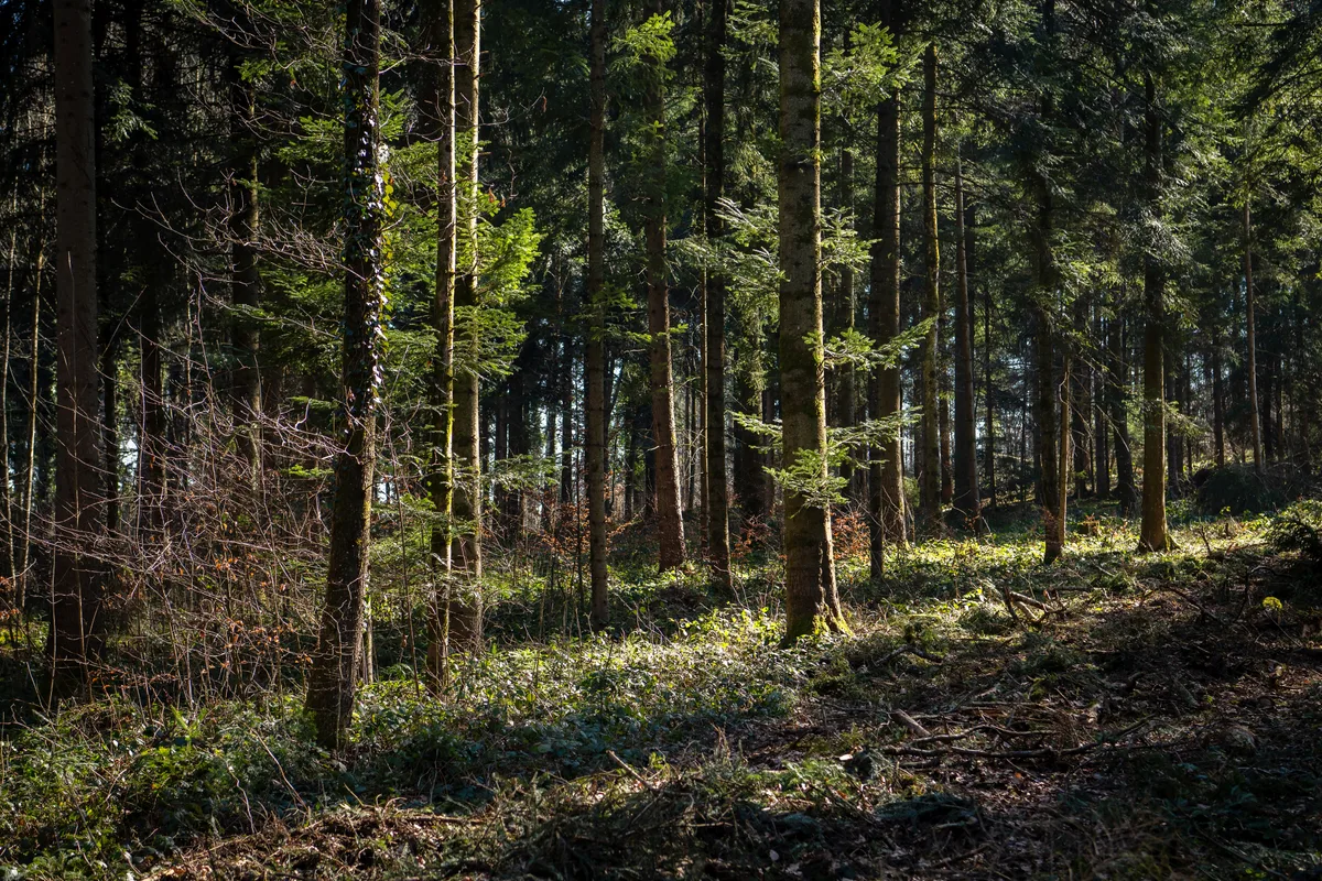 Tägernauer Holz
4.3.22
