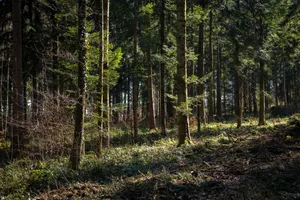 Tägernauer Holz
4.3.22 Tägernauer Holz
4.3.22