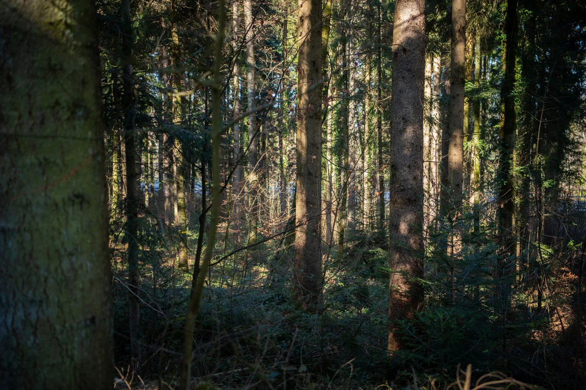 11238081-3 Tägernauer Holz
4.3.22