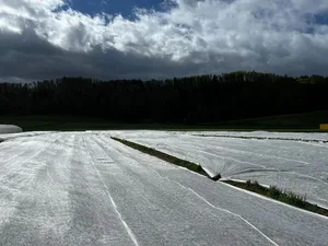24178771-1 Die Erdbeerenfelder in Rikon im Tösstal sind mit Vlies vor der Kälte geschützt.