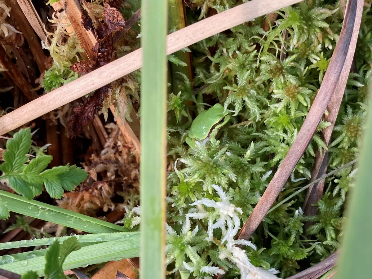 Dieser Laubfrosch fühlt sich Flachweiher wohl. Er gilt als stark gefährdet.