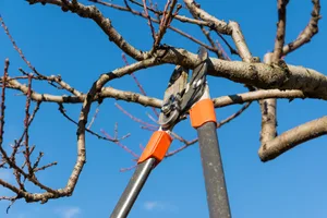 29170191-6 Baum wird mit einer Astschere geschnitten.