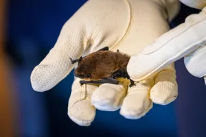 Die Zwergfledermaus hat sich am Flügel verletzt. Mit etwas Glück wird sie in zwei, drei Monaten wieder in die Freiheit entlassen werden können. Die Zwergfledermaus hat sich am Flügel verletzt. Mit etwas Glück wird sie in zwei, drei Monaten wieder in die Freiheit entlassen werden können.