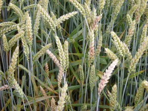 26189332-10 Pilzbefallene Weizenähren sorgten im letzten Jahr für Engpässe in der Getreideversorgung.