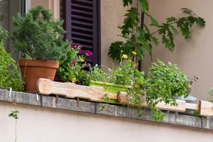 25202608-2 Es braucht nicht viel, einen Balkon zur grünen Oase zu machen. Über Wildpflanzen oder Küchenkräuter freut sich auch die heimische Tierwelt.