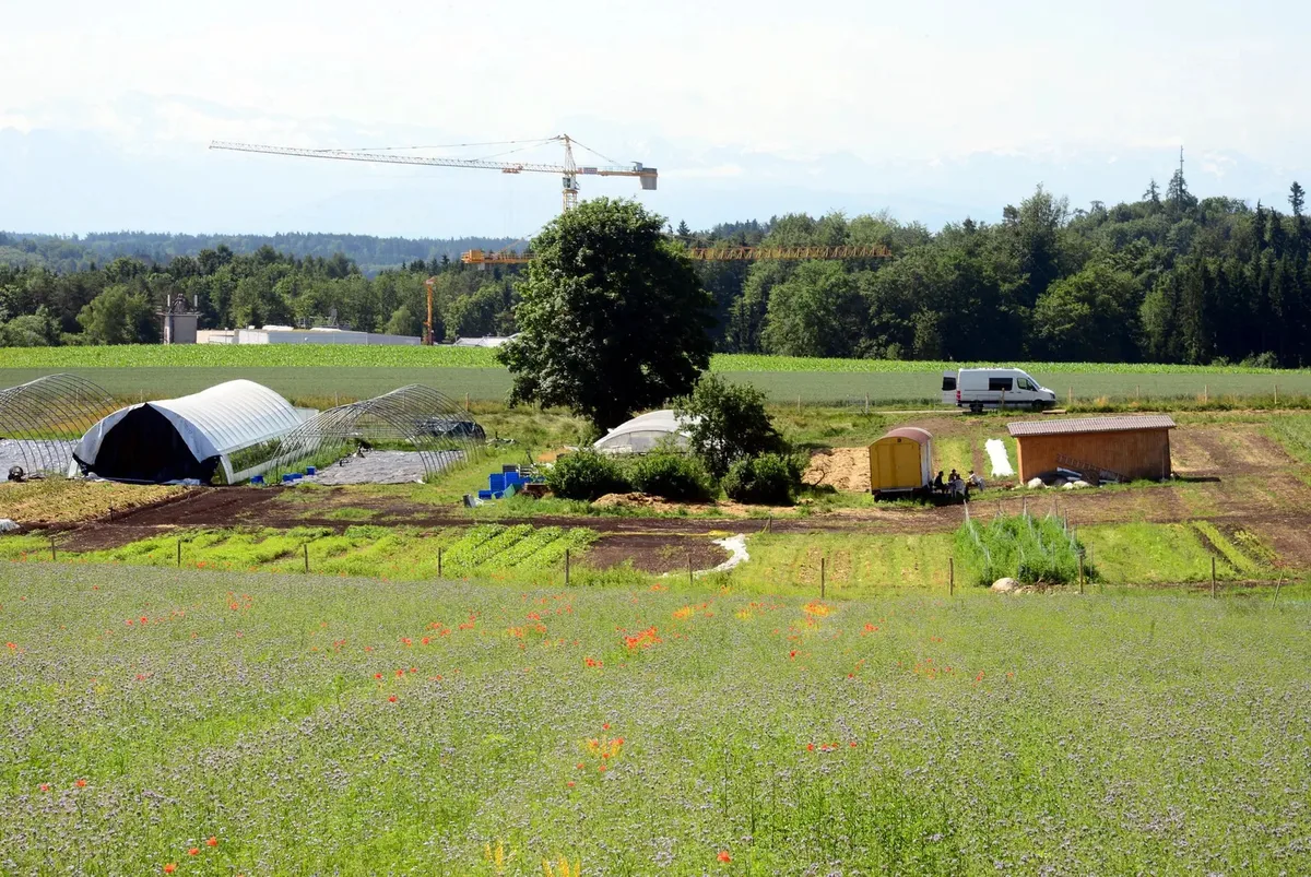 Die Brennnessel GmbH baut seit 2021 auf einer Hektare rund 40 Gemüsekulturen an und arbeitet hauptsächlich von Hand. Die Brennnessel GmbH baut seit 2021 auf einer Hektare rund 40 Gemüsekulturen an und arbeitet hauptsächlich von Hand.