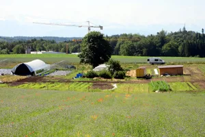 Die Brennnessel GmbH baut seit 2021 auf einer Hektare rund 40 Gemüsekulturen an und arbeitet hauptsächlich von Hand. Die Brennnessel GmbH baut seit 2021 auf einer Hektare rund 40 Gemüsekulturen an und arbeitet hauptsächlich von Hand.