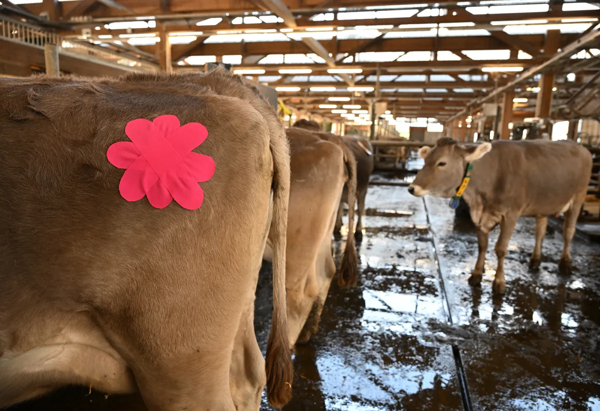 An der landwirtschaftlichen Schule in Lindau wird das Tapen von Rindern unterrichtet. Das pinkfarbene Blüemli kommt unter anderem bei Schmerzen sowie chronischen Beschwerden zum Einsatz.