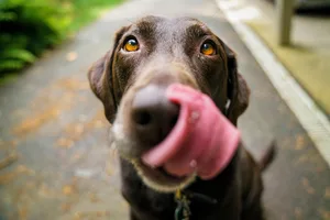 25173032-2 Hat es jemand mit Giftködern auf Hunde abgesehen? Eine Facebook-Meldung sorgt im Tösstal für Aufsehen. (Symbolbild)