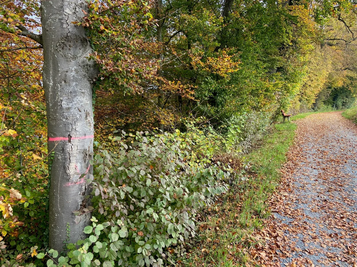 Am Burghügel in Uster sollen 93 Bäume gefällt werden. Am Burghügel in Uster sollen 93 Bäume gefällt werden.
