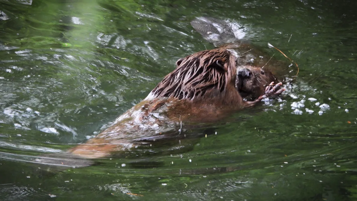 Paul Brändli hat zwei Biber im Zellweger Weiher in Uster entdeckt.
