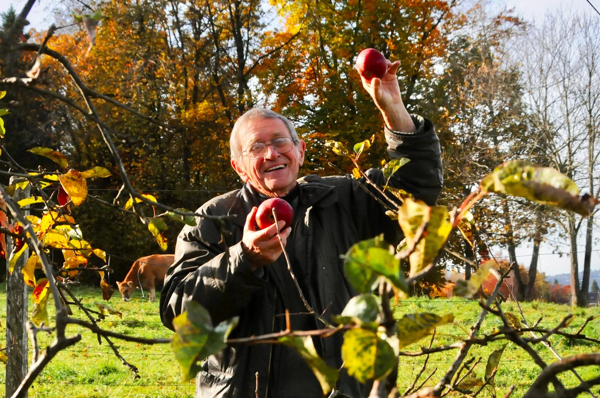 27783964-1 Äpfel sind seine Leidenschaft: Auch mit 86 Jahren ist Göpf Müli noch fast jeden Tag bei den Apfelbäumen.