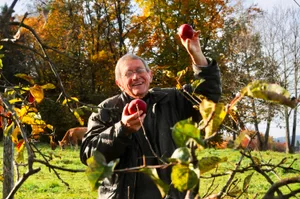 27783964-1 Äpfel sind seine Leidenschaft: Auch mit 86 Jahren ist Göpf Müli noch fast jeden Tag bei den Apfelbäumen.