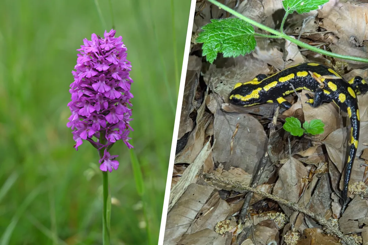 Mit der Aufwertung sollen etwa Lebensräume für die Spitzorchis und den Feuersalamander geschaffen werden.