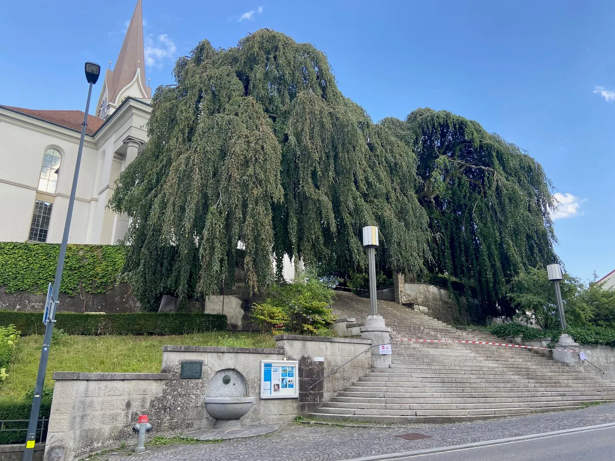 20317923-4 Auch die Bäume neben der Ustermer Kirche tragen zu einem angenehmeren Klima bei.