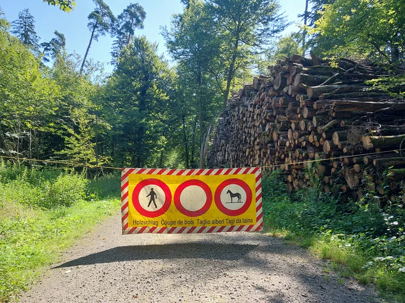 Drei Ustermer Bäume würden einem nächsten Sturm nicht standhalten. Deshalb werden sie gefällt. (Symbolfoto) Drei Ustermer Bäume würden einem nächsten Sturm nicht standhalten. Deshalb werden sie gefällt. (Symbolfoto)
