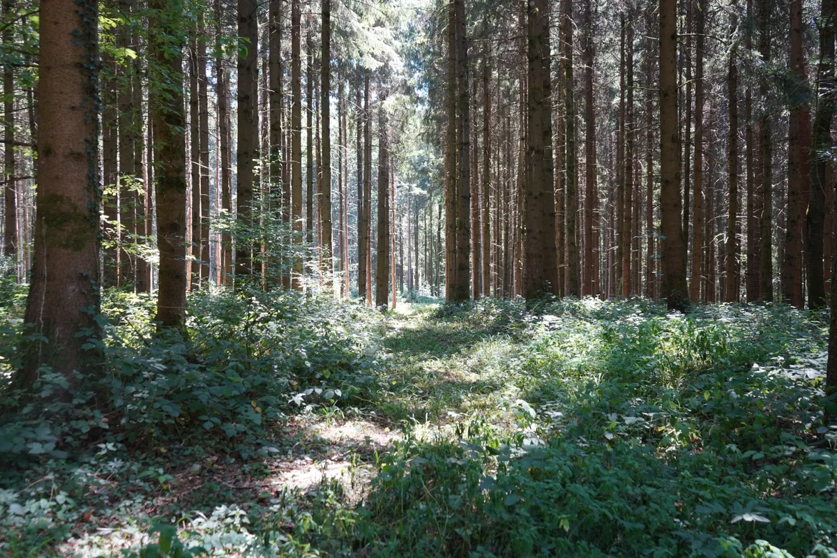 Auf Tour mit Revierförster Fabio Gass (Volketswil und Wangen-Brüttisellen) zum Thema Waldbrandgefahr und Borkenkäfer