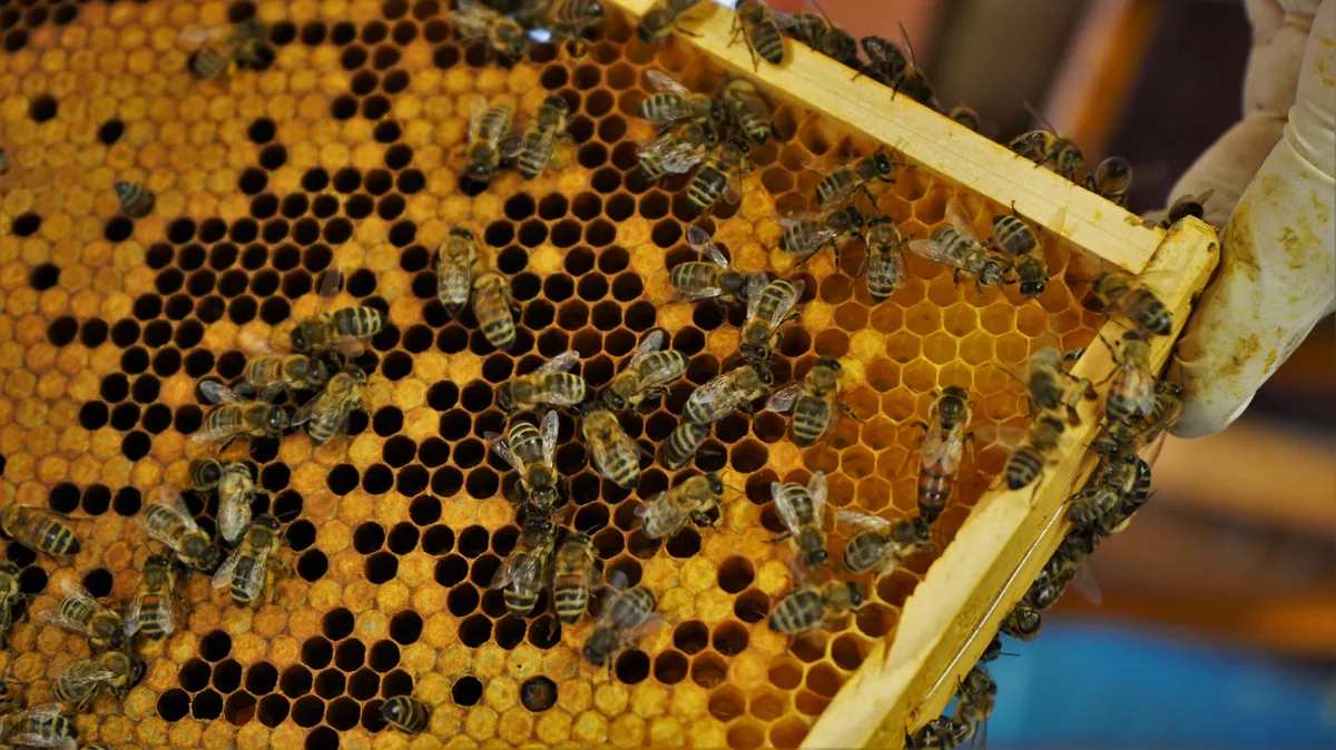 Auch dieses Jahr haben die Oberländer Bienen Honig produziert - wenn auch sehr wenig.