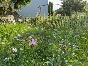 12257884-3 Eine blühende ungemähte Blumenwiese in einem Privatgarten Uster