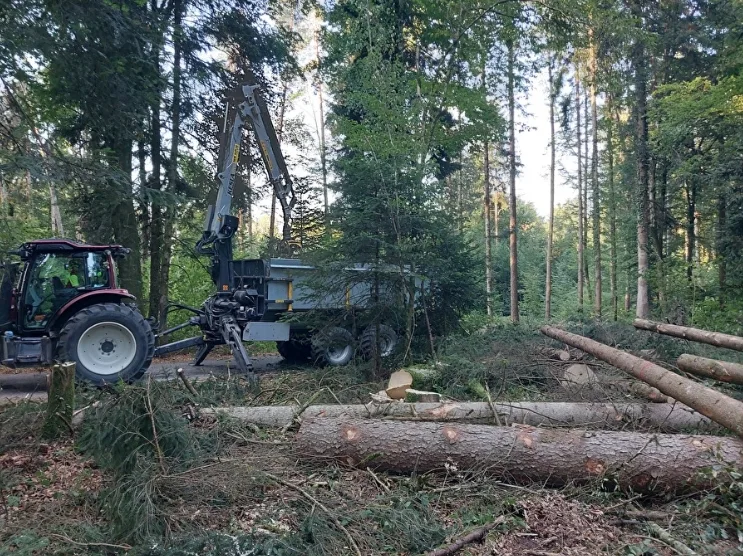 26079148-5 Fichten sind von Borkenkäfern befallen, dies aufgrund der anhaltenden Trockenheit.
