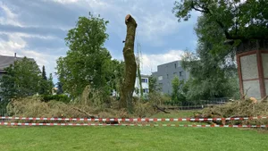 12303073-3 Gefällte Trauerweide im Stadtpark Uster