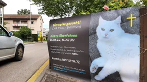Der Katzenbesitzer sucht den Unfallverursacher mit einem Plakat und einer Belohnung. Der Katzenbesitzer sucht den Unfallverursacher mit einem Plakat und einer Belohnung.