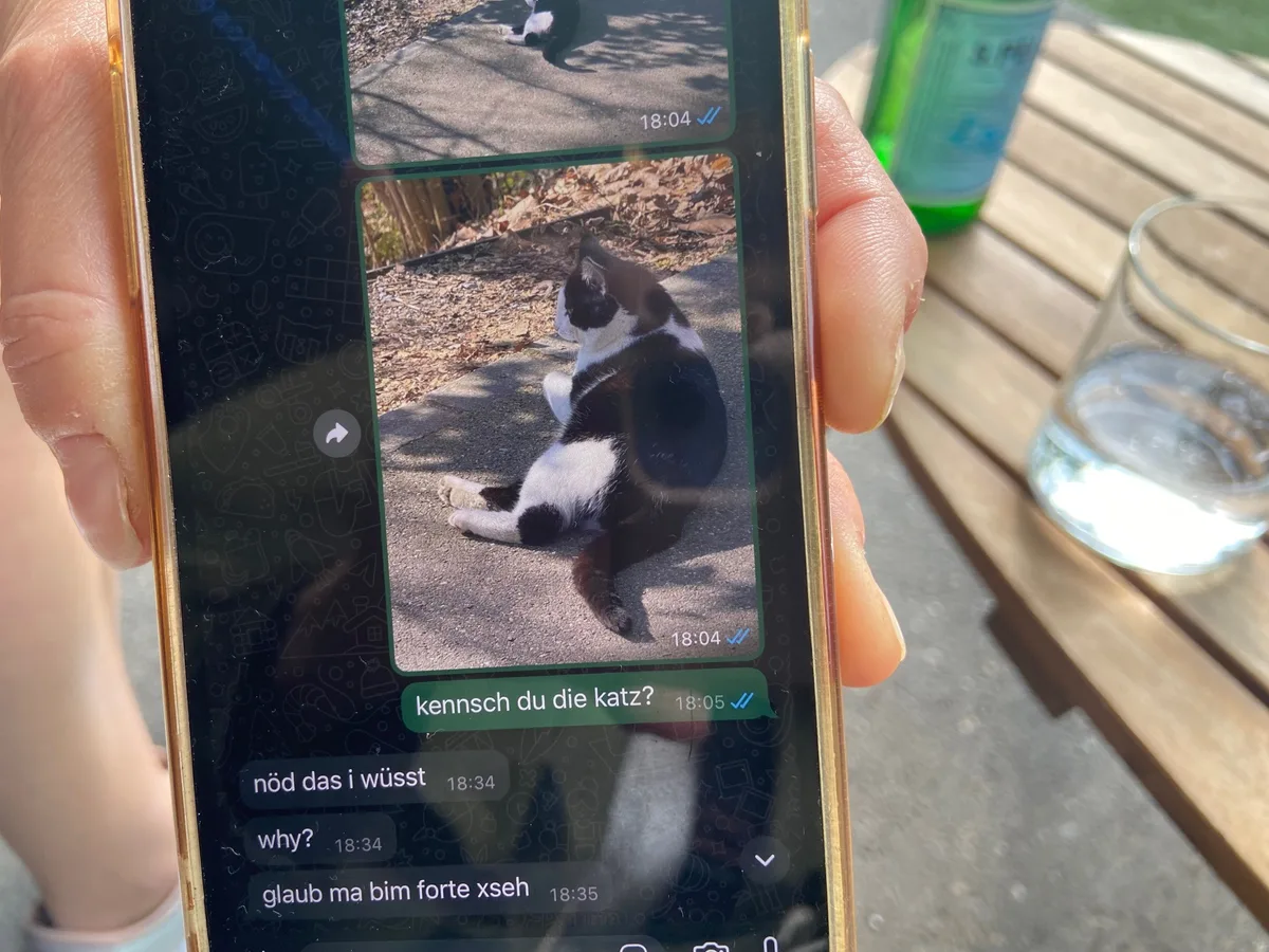 Der süsse Kater Milo ist erst 2 Jahre alt Der süsse Kater Milo ist erst 2 Jahre alt
