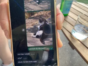 Der süsse Kater Milo ist erst 2 Jahre alt Der süsse Kater Milo ist erst 2 Jahre alt