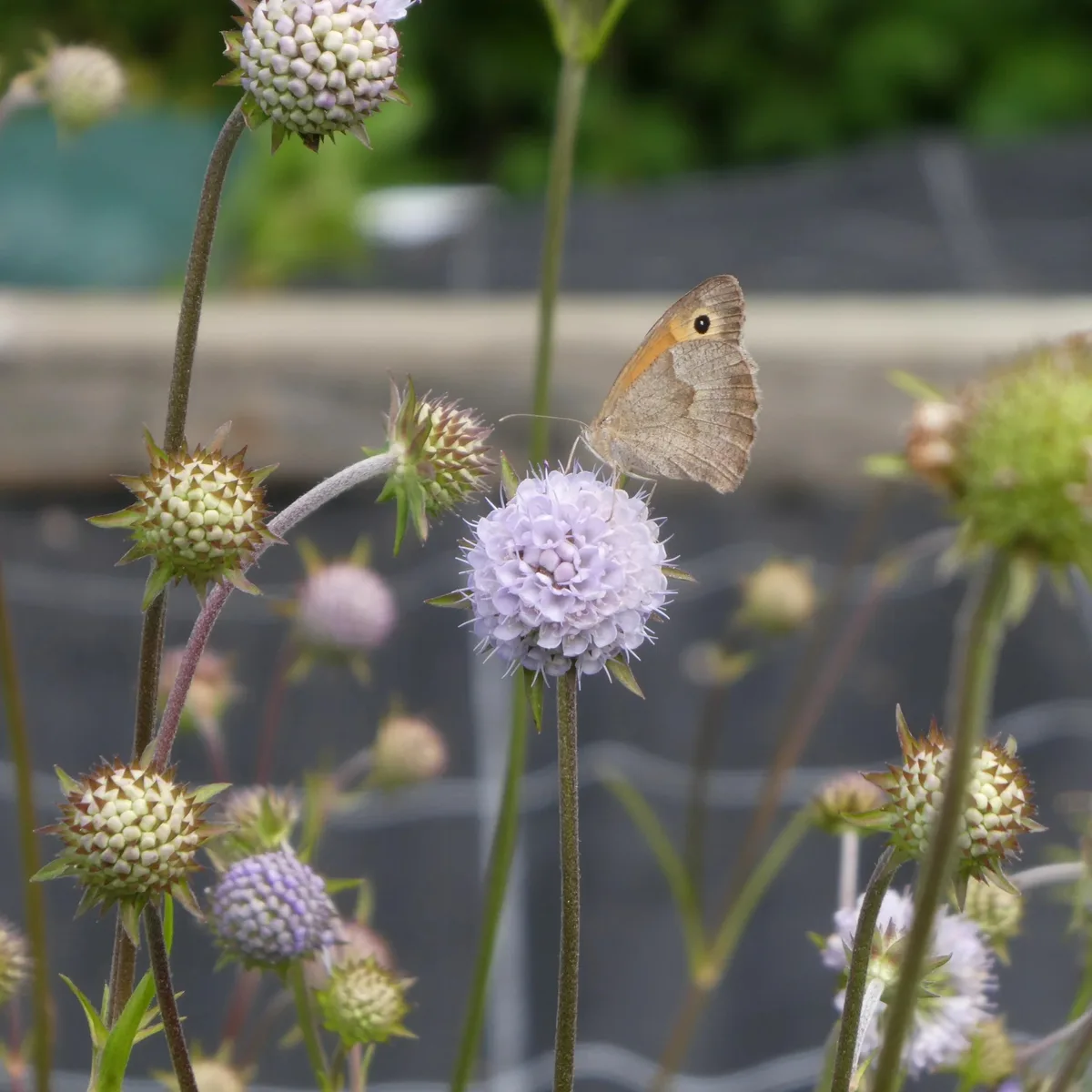 Der Teufelsabbiss: Eine wichtige Pflanze für die Biodiversität im Oberland – und trotzdem nur schwer erhältlich. Der Teufelsabbiss: Eine wichtige Pflanze für die Biodiversität im Oberland – und trotzdem nur schwer erhältlich.