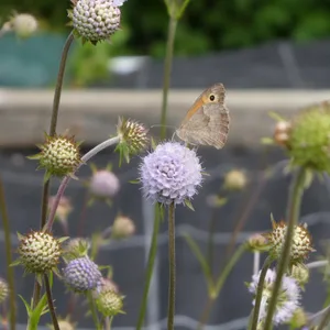 Der Teufelsabbiss: Eine wichtige Pflanze für die Biodiversität im Oberland – und trotzdem nur schwer erhältlich. Der Teufelsabbiss: Eine wichtige Pflanze für die Biodiversität im Oberland – und trotzdem nur schwer erhältlich.