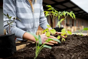 Urban Gardening auf dem Zeughausareal Urban Gardening auf dem Zeughausareal