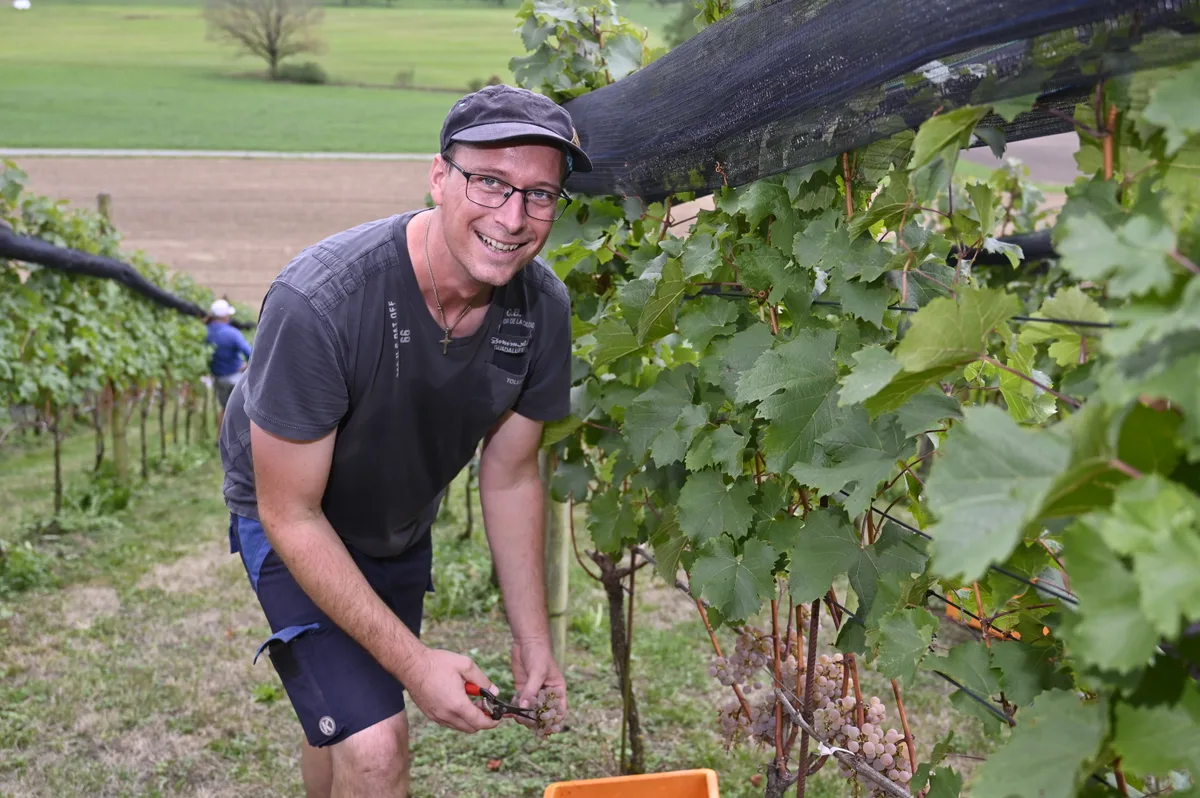 «Auf den Roten freue ich mich extrem»: Lukas Pflugshaupt produziert in Grüningen sogenannte Piwi-Weine.
