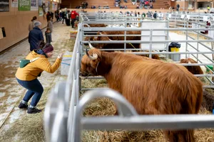 29383171-3 Highland Cattle Show in der Barmatt in Fehraltorf wo Schottische Hochlandrinder gezeigt werden