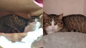 Sie sind rund einjährig und waren auf einem Bauernhof nicht mehr erwünscht: Pongo und Perdita suchen nun ein Zuhause in einer ländlichen Gegend mit Auslauf. Sie sind rund einjährig und waren auf einem Bauernhof nicht mehr erwünscht: Pongo und Perdita suchen nun ein Zuhause in einer ländlichen Gegend mit Auslauf.